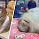 Самая толстая обезьяна в мире по кличке "Годзилла" умирает, объевшись до смерти, несмотря на поездку в лагерь для толстяков