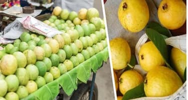 Отправляемся за фруктами в Нячанге: Гуава – тропическое яблоко с ароматом лета Отправляемся за фруктами в Нячанге: Гуава – тропическое яблоко с ароматом лета