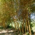 <p>Эко-Парк Янг Бей - заросли бамбука</p>