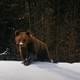 Турист на лыжах угодил в лапы медведю в популярной европейской стране