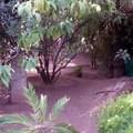 <p>Сад Мажорель в Мараккеше</p>