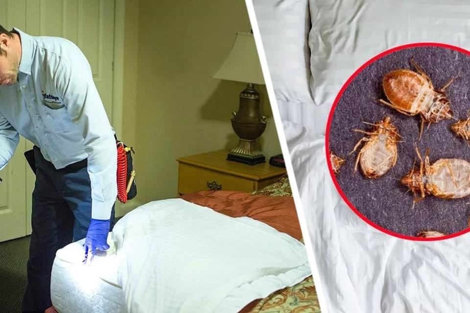Шокированный турист оглох, когда таракан заполз ему в ухо в отеле