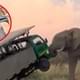Дикую природу достали: автобус с туристами атаковал слон, авто с туристами - носорог. ВИДЕО