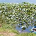 <p>По дороге из Фантьета в Нячанг остановились в небольшом поселке, рядом с прекрасным озером, где растут лотосы.</p>