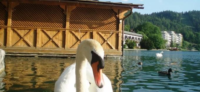 Словения - Озеро Блед