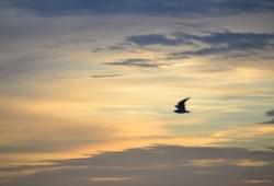 <p>Птица в рассветном небе</p> Фото 32671 Барселоны, Испания