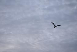 <p>Утренняя чайка</p> Фото 32670 Барселоны, Испания