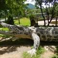 <p>А с этим огромным крокодилом в парке Янг-Бей фотографируются все!</p>