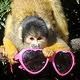 В Лондонском зоопарке обезьяны воруют у туристов очки,  Великобритания