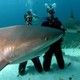 Дубай приглашает туристов-дайверов искупаться с акулами 