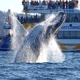 Более 60 тысяч туристов приедут в Доминикану наблюдать за китами 