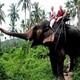 В Таиланде слон убил своего проводника и сбежал с китайскими туристами на спине