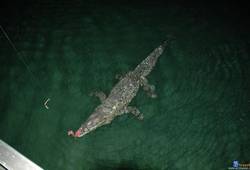 Крокодил приходит в гости. Фото , Мексика