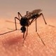 Ростуризм призвал турфирмы предупреждать туристов о вспышке лихорадки денге в Бразилии и Тайване