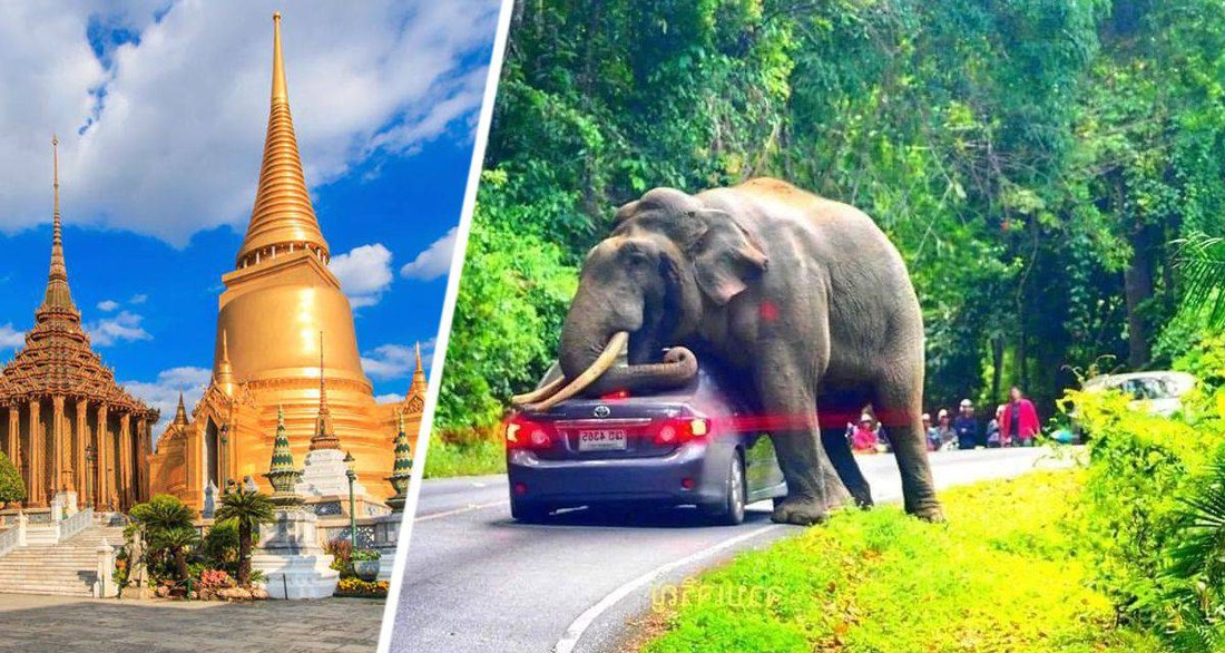 Разозлить слона и получить штраф в 160 тысяч: в Таиланде начали штрафовать туристов