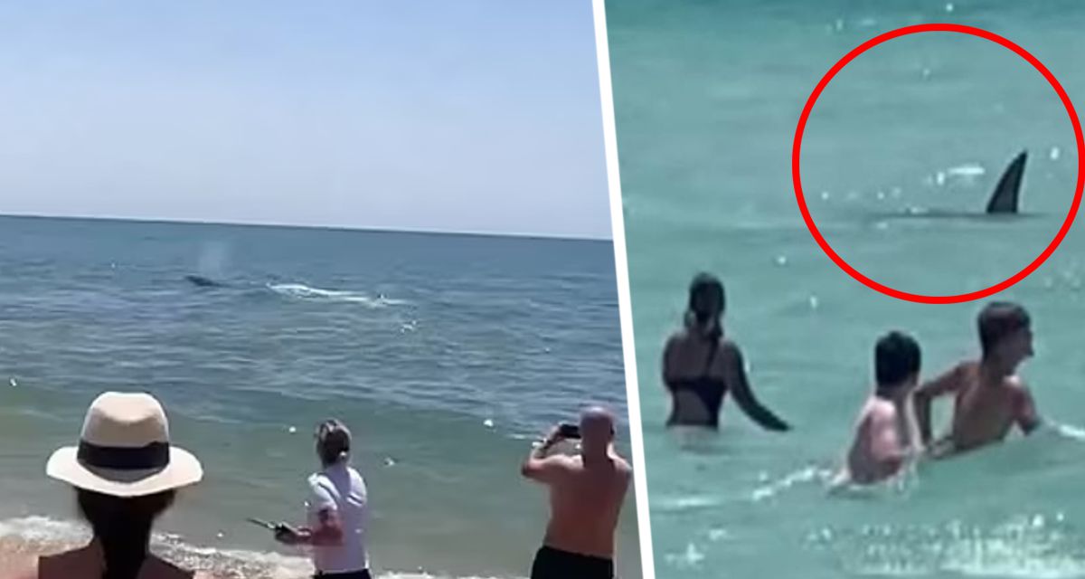 Акула утащила туристку на популярном курорте: хищник принадлежит к виду, убившему россиянина в Хургаде