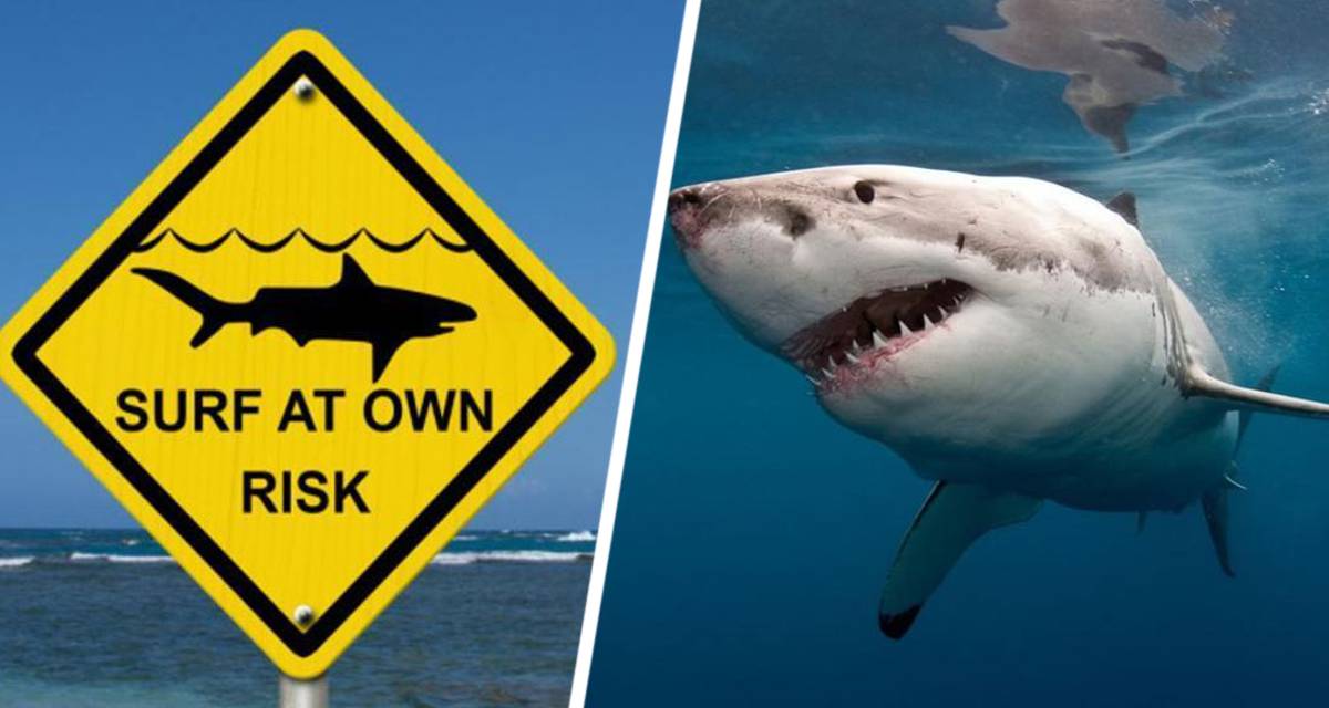 Выпущено срочное предупреждение туристам: гигантская белая акула идет курсом на пляжи