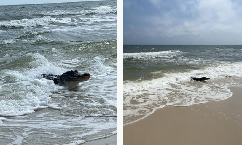 Огромный аллигатор вышел из моря на пляж, посеяв ужас среди туристов