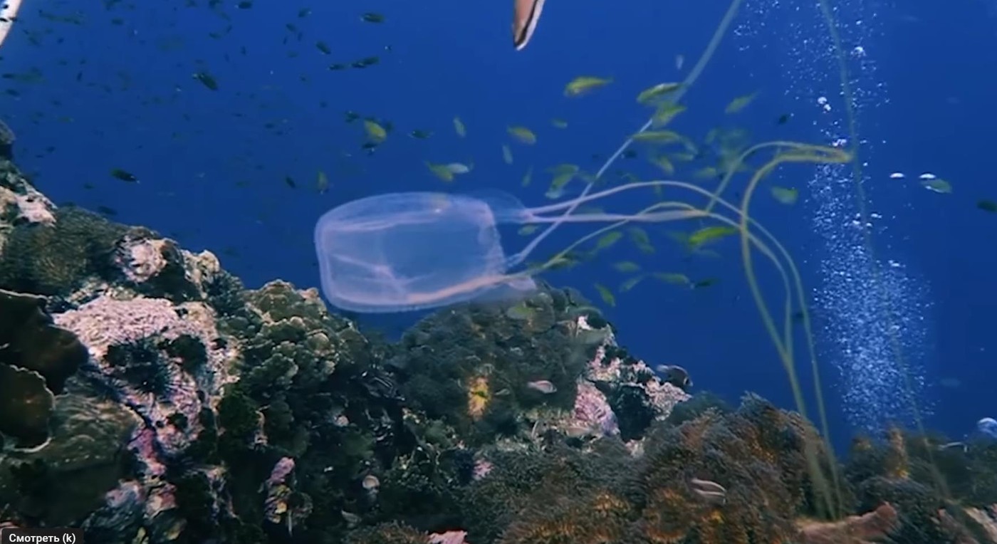 Туристка во время купания дотронулась до коробчатой медузы и погибла