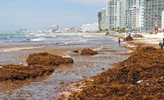 Туристов призвали не приближаться к морским водорослям из-за смертельных бактерий-вибрионов