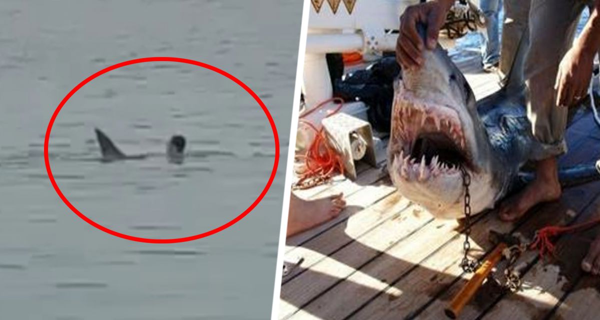 В Хургаде акула растерзала насмерть российского туриста: кровавая драма развернулась на глазах отдыхающих