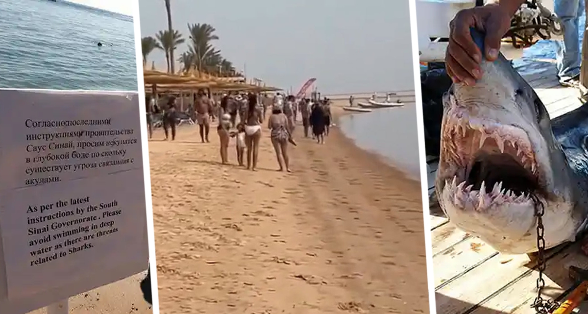 После нападения акулы в Египте власти закрыли пляжи: названо имя туристки, которая лишилась руки, и название отеля