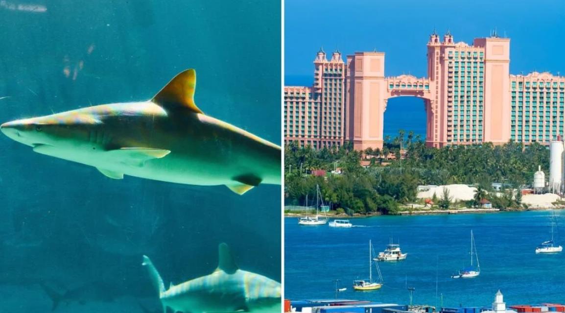 Популярную экскурсию закрыли после нападения акулы на 10-летнего туриста