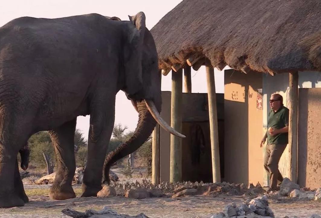 Турист чуть не упал в обморок, когда вышел из туалета и уткнулся в огромного слона