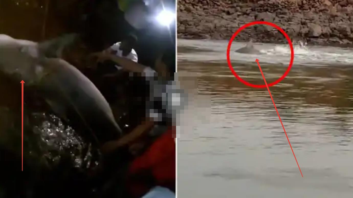 Акула-терминатор зашла из моря в реку и напала на человека, откусив ногу