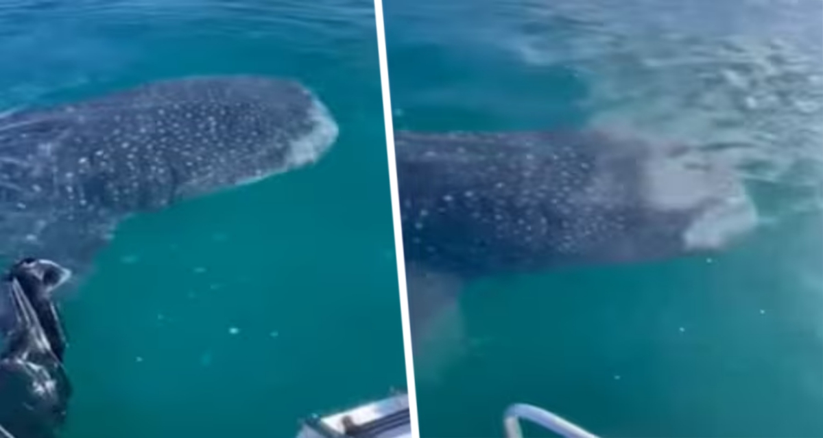 Турист пошел порыбачить и наткнулся на гигантскую акулу с тысячами зубов
