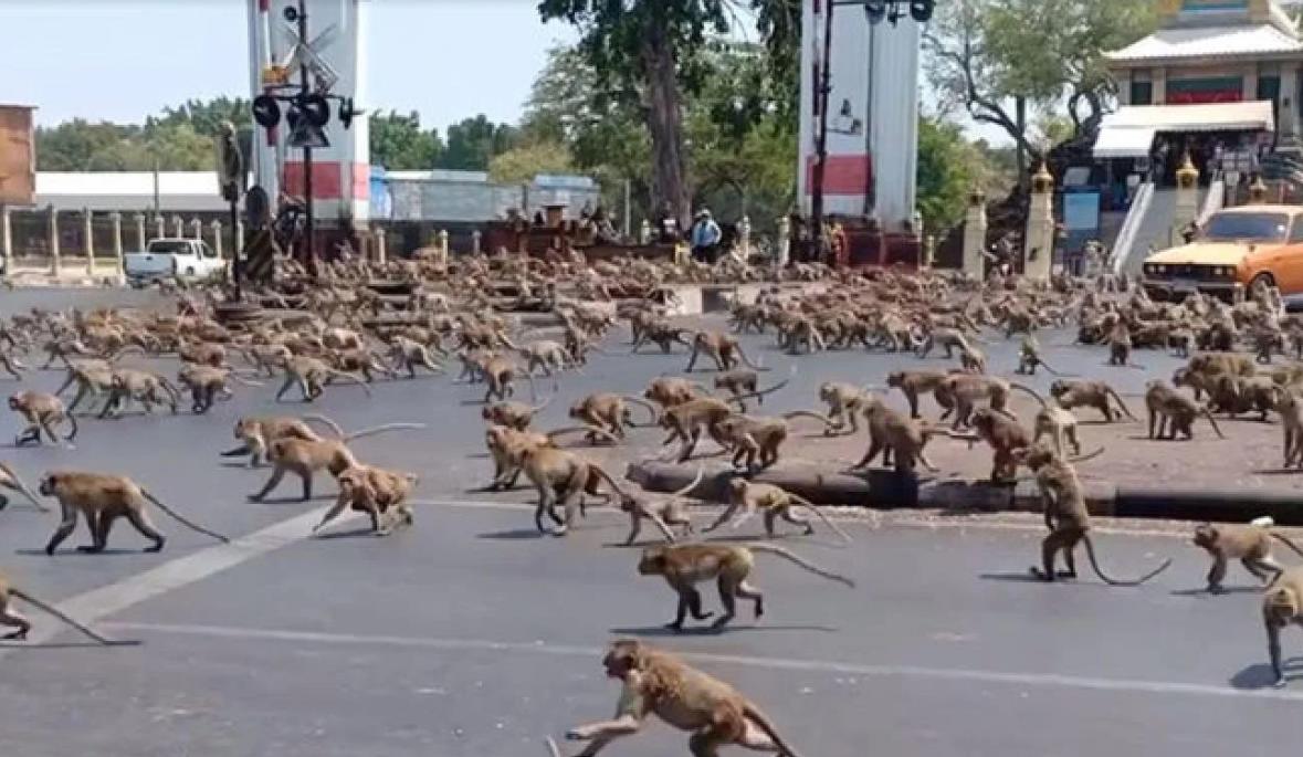 Тысячи обезьян вторглись в тайский город, изгоняя туристов и бизнес