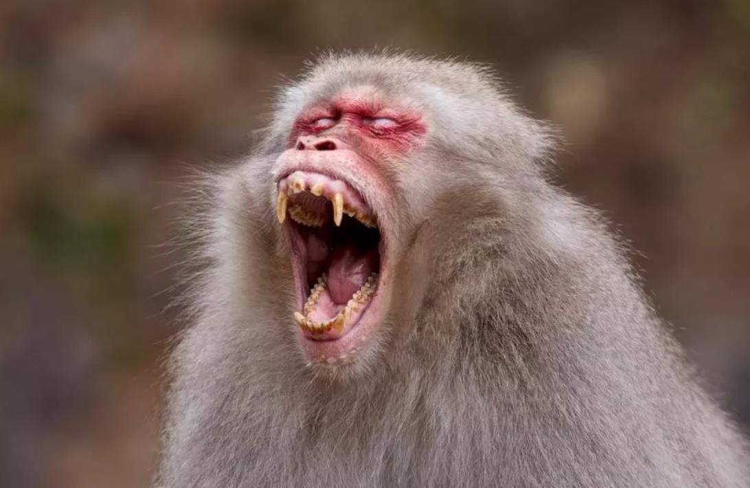 Туристов сразу в 3 странах предупредили о дьявольских обезьянах, которые «разрывают лица»