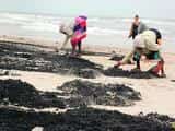 Из-за разлива нефти начало туристического сезона в Гоа оказалось под угрозой срыва