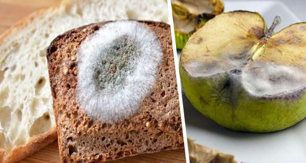 Продукты, которые не надо выбрасывать, если на них появилась плесень