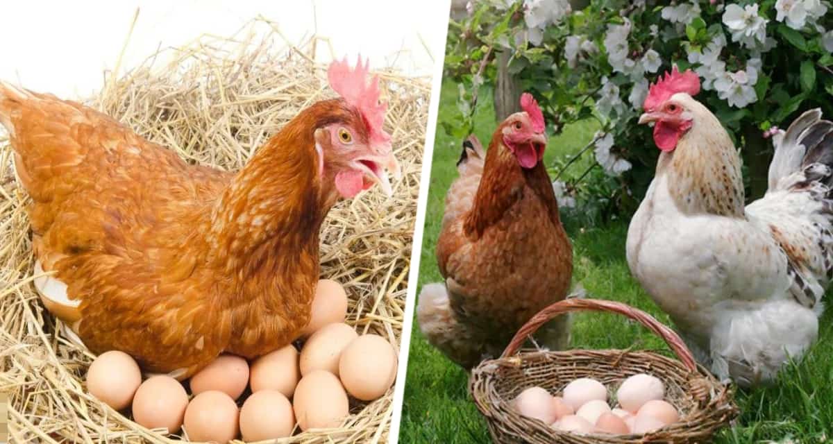 Могут ли куры нести яйца, если в вашем курятнике нет петуха?