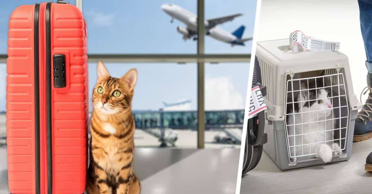 Кошка, которую эгоистичный хозяин «выбросил» в аэропорту, удивила его своей судьбой