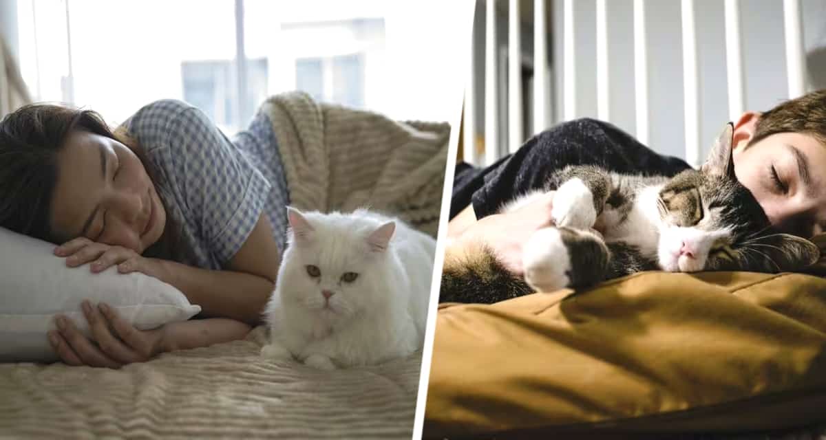 То, где спит ваша кошка, может сказать вам, что ваша кошка думает о вас