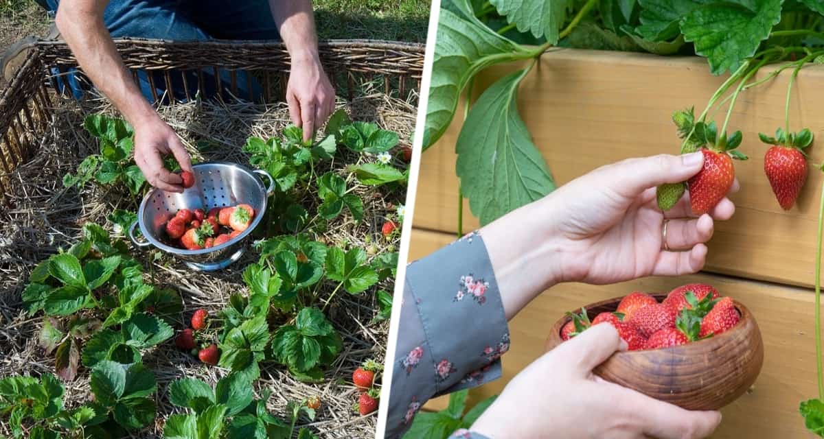 Клубничный бум у вас на даче: агроном раскрыл секреты первой весенней подкормки для рекордного урожая