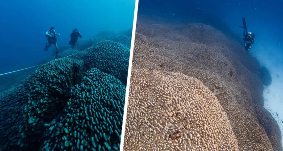 Самый большой живой организм длиной 30 метров обнаружен в Красном море