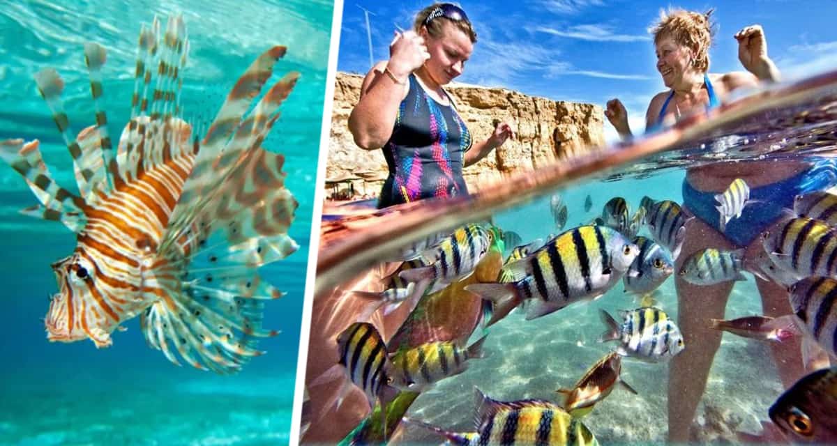 Фотография с рыбкой едва не стоила жизни российскому туристу в Хургаде