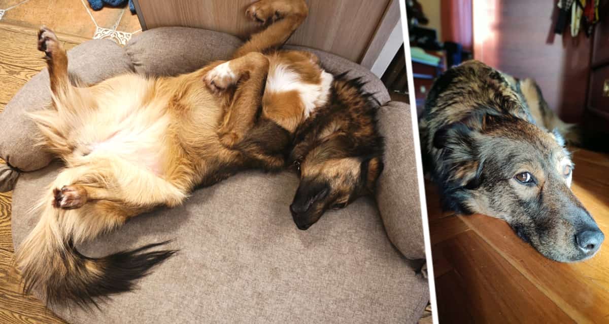 Вот 9 простых шагов, которые сделают вашу собаку счастливой