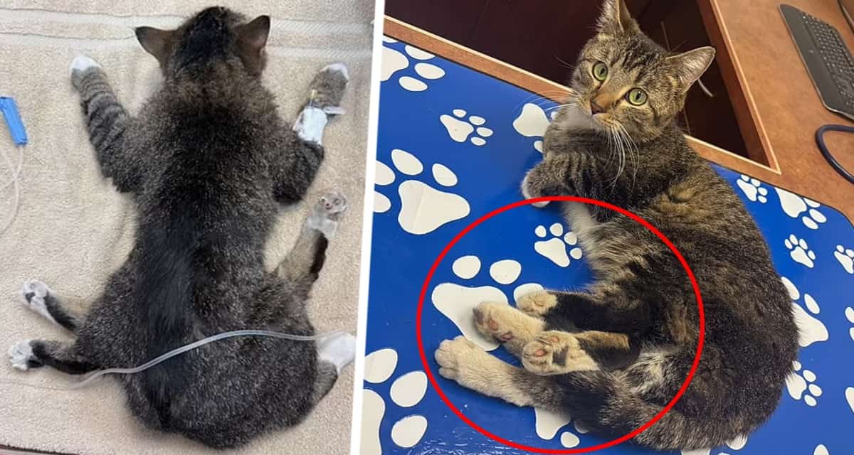 Родилась кошка с шестью лапами