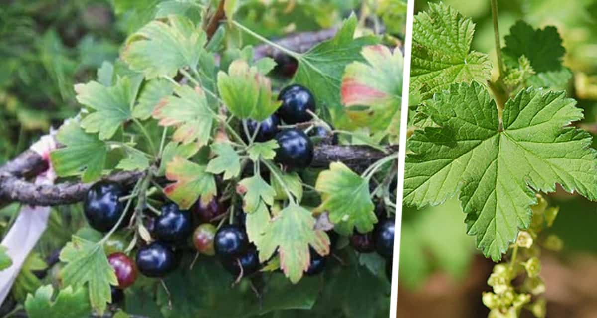 Смородина без клещей: секреты удачного соседства на вашем участке