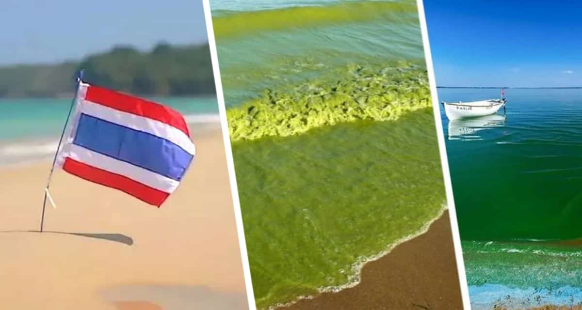 Жуткое зрелище превращения воды в желе: пляж знаменитого курорта Таиланда становится зелёным, вызывая у туристов панику