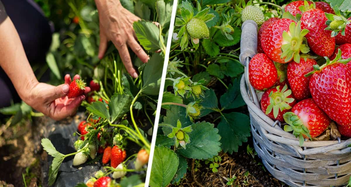 Садоводы в замешательстве: почему клубника отказывается цвести?