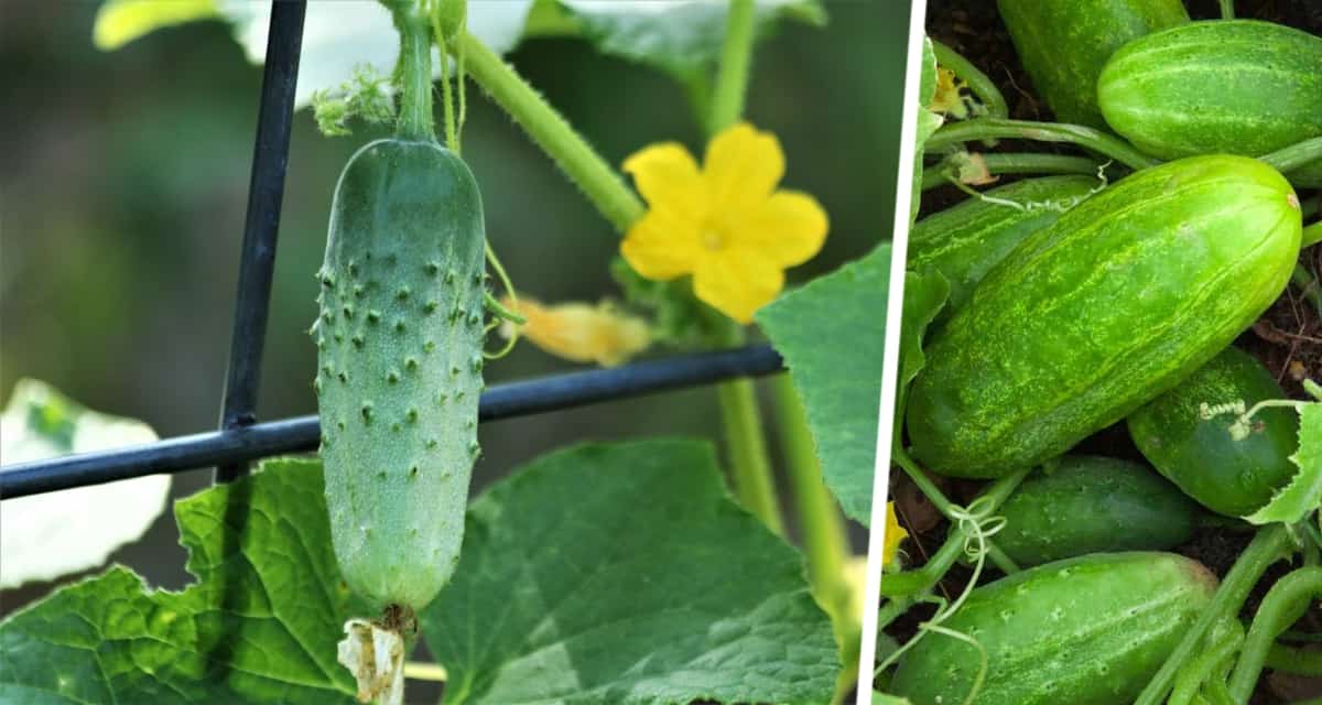 Огуречный SPA-салон: Как продлить плодоношение до осени