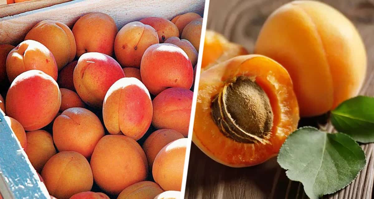 Рецепты на зиму:: Варим абрикосовое варенье – солнечный вкус в каждой ложке