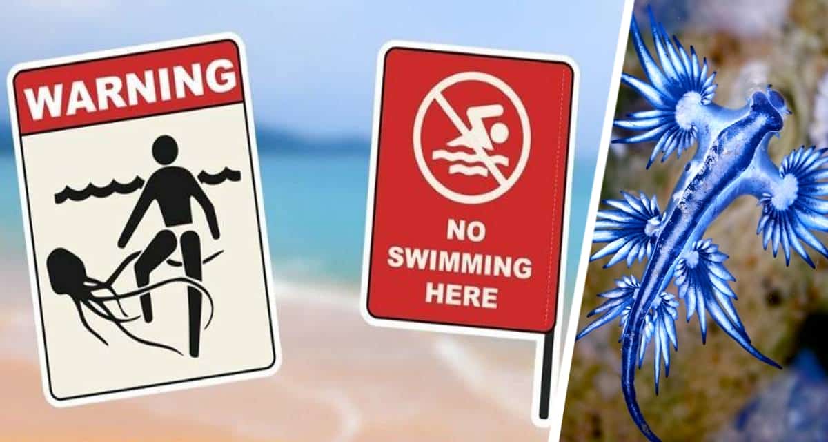 Средиземноморские пляжи под угрозой: ядовитые слизни Glaucus atlanticus распространяются с пугающей скоростью, скоро купаться будет негде