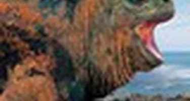 Немецкий турист арестован за контрабанду игуан с Галапагосских островов 