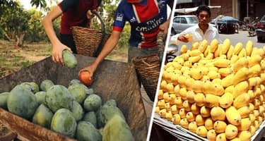 Приближаемся к солнцу в Хургаде: за манго поздним, чтобы вкус лета продлить беззаботно